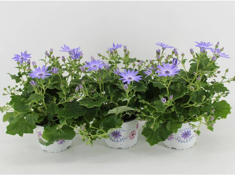Senetti Pericallis Lavender