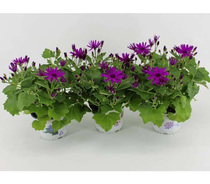 Senetti Pericallis Magenta