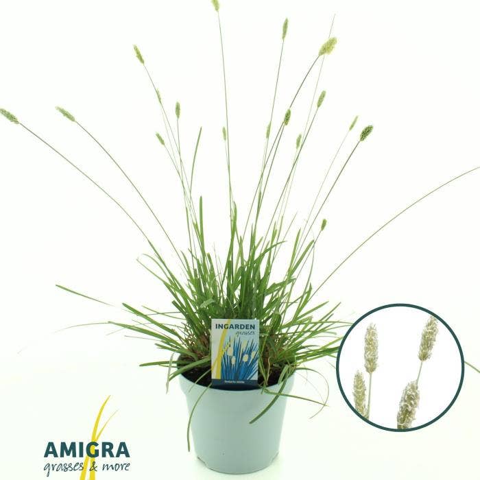 Sesleria nitida