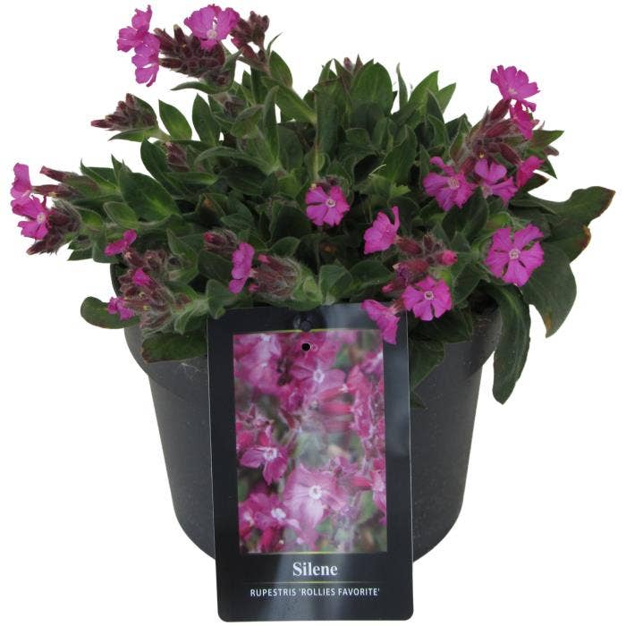 Silene 'Rollies Favorite'