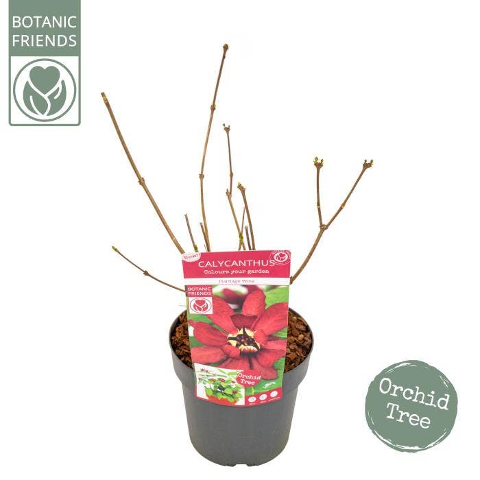Sinocalycanthus 'Hartlage Wine'