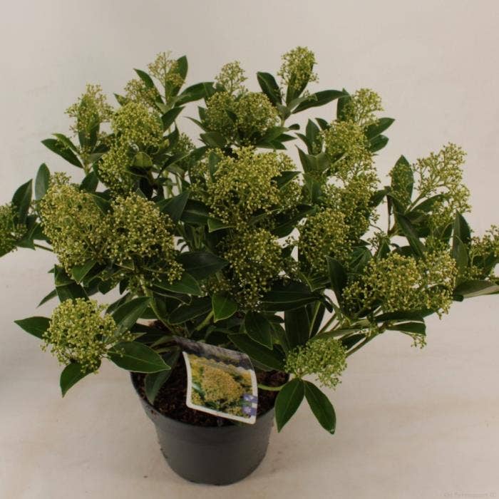 Skimmia jap. 'Ballerina'