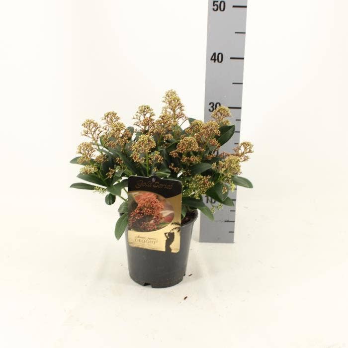 Skimmia jap. 'Delight'