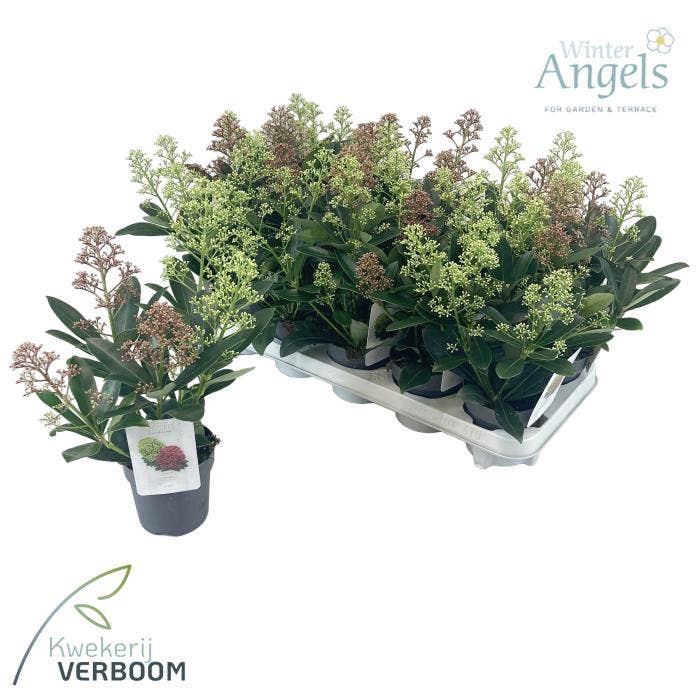 Skimmia jap. 'Double Diamond'