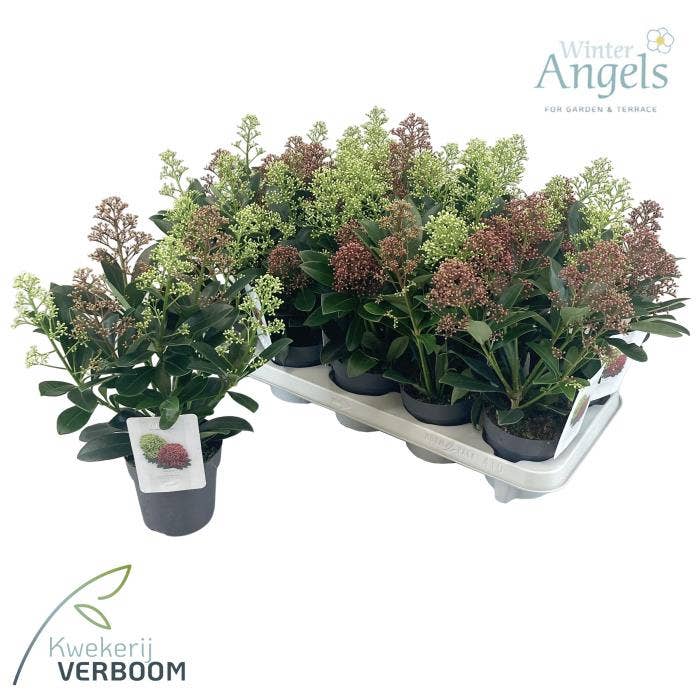 Skimmia jap. 'Double Diamond'