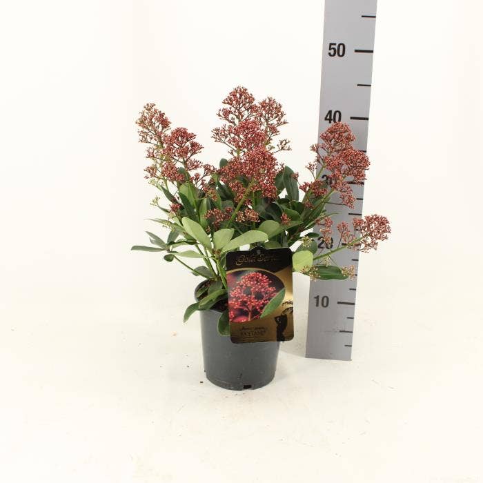 Skimmia jap. 'Exstase'