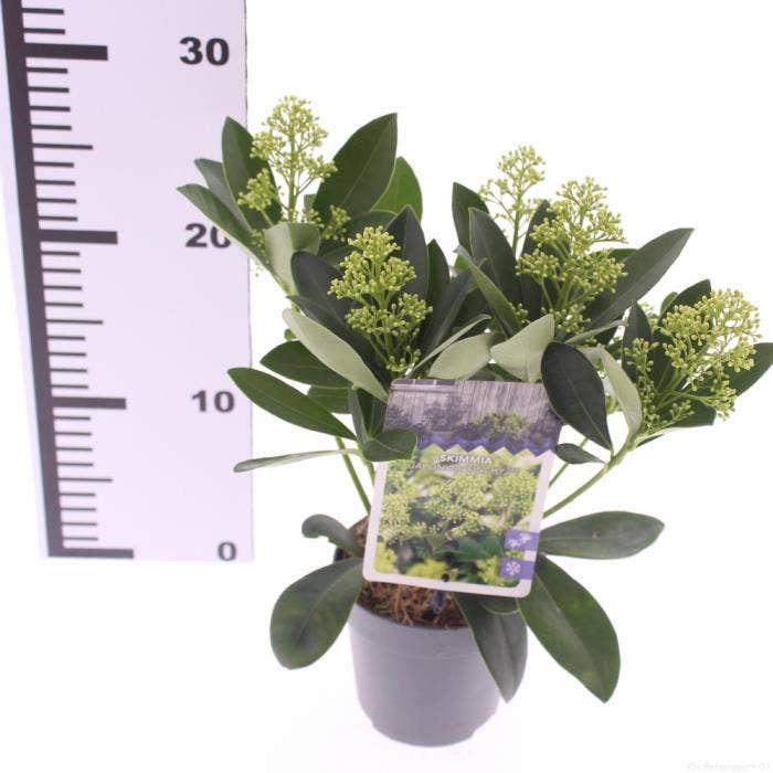 Skimmia jap. 'Finchy'