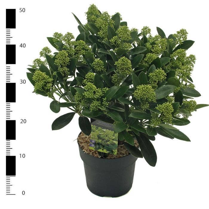 Skimmia jap. 'Finchy'