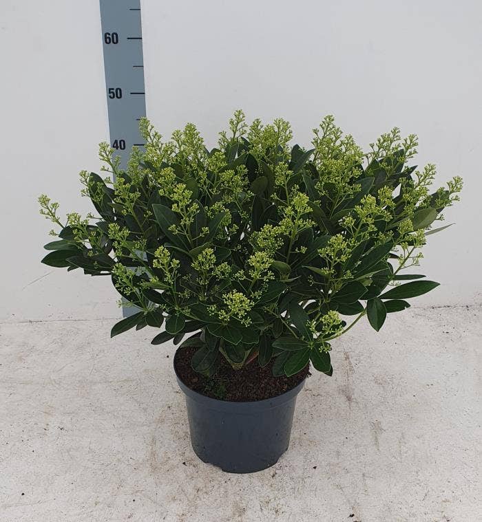 Skimmia jap. 'Finchy'