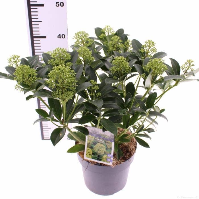 Skimmia jap. 'Fragrant Cloud'