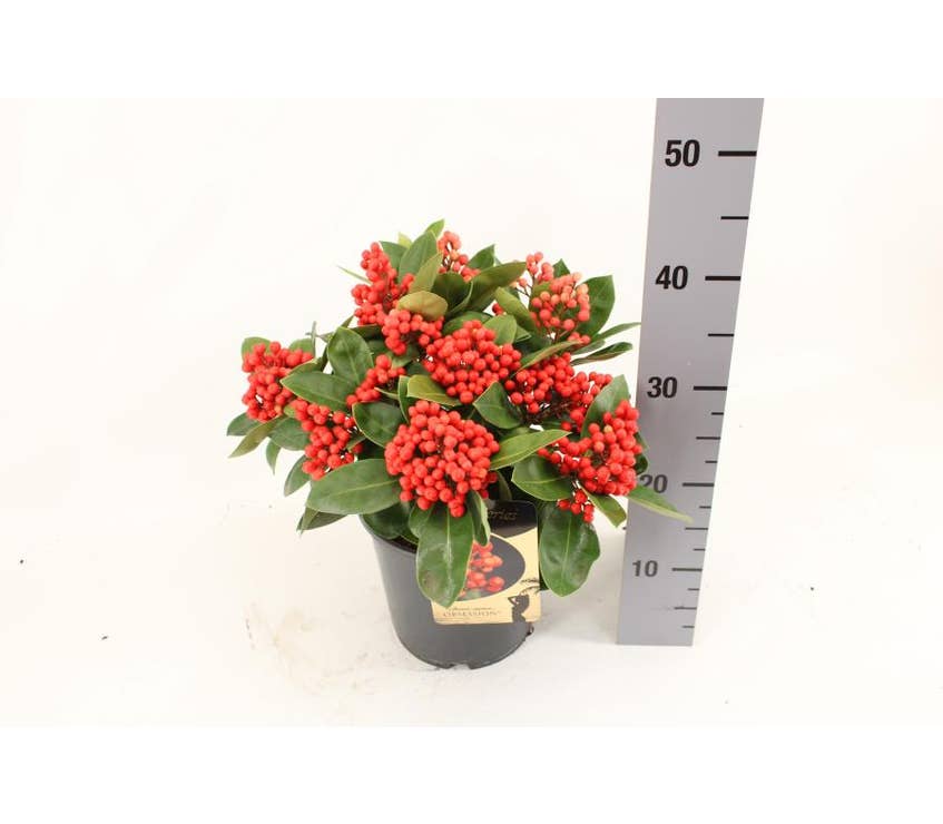 Skimmia jap. 'Obsession'