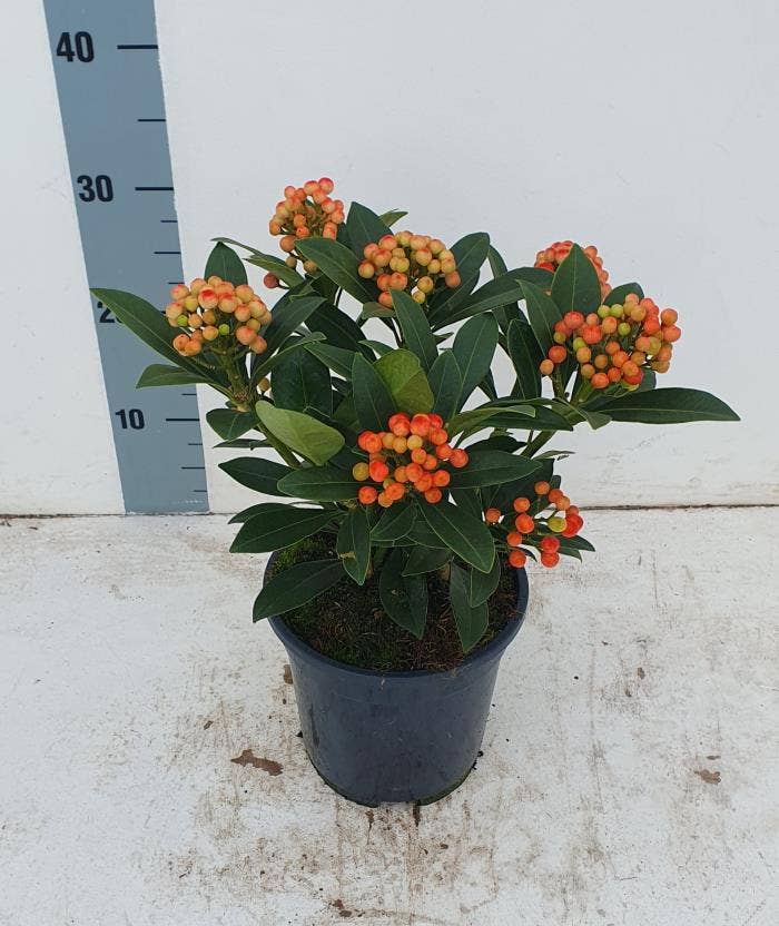 Skimmia jap. 'Pabella'