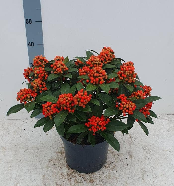 Skimmia jap. 'Pabella'