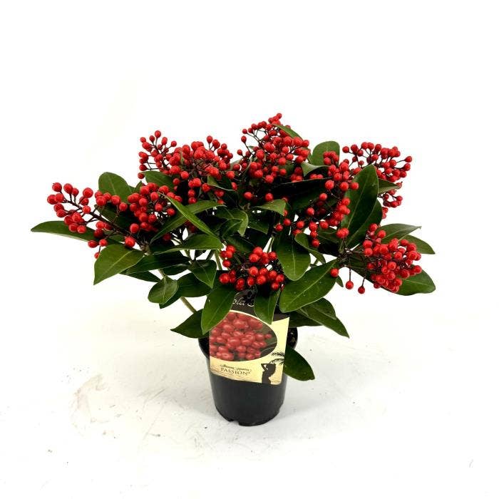 Skimmia jap. 'Passion'