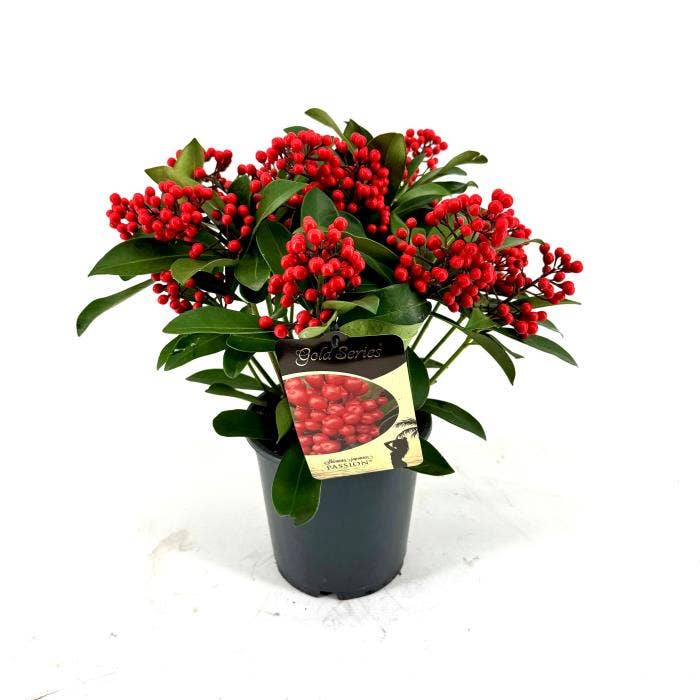 Skimmia jap. 'Passion'