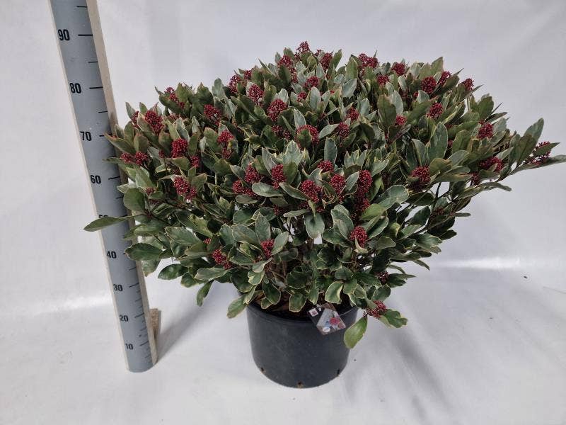 Skimmia jap. 'Perosa'