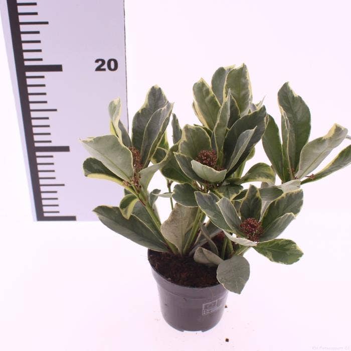 Skimmia jap. 'Perosa'