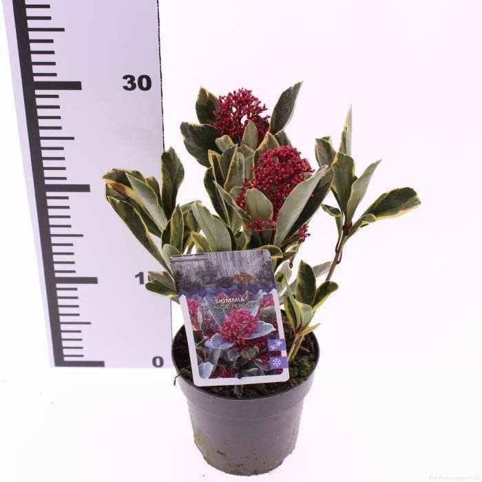Skimmia jap. 'Perosa'