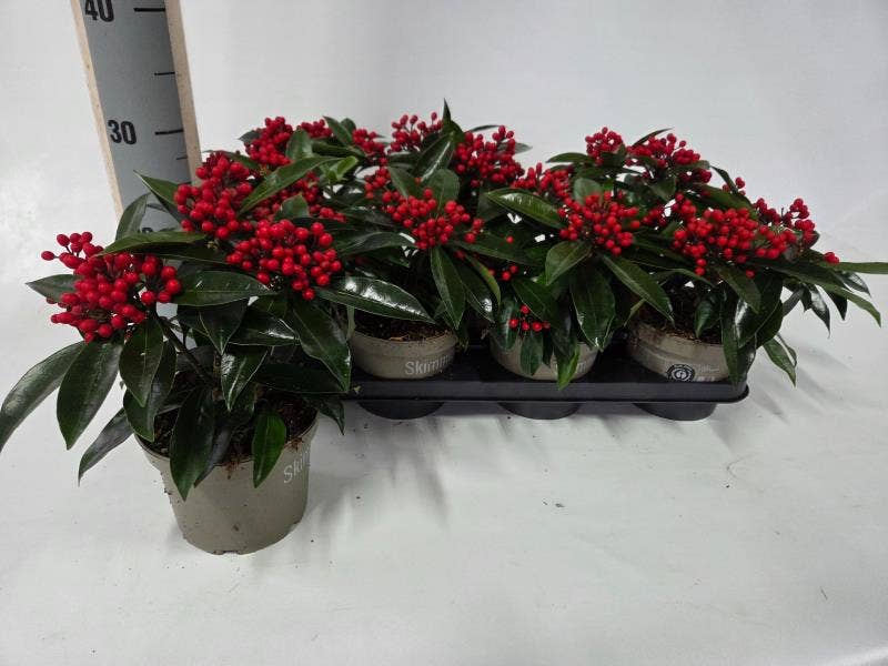 Skimmia jap. 'Reevesiana'