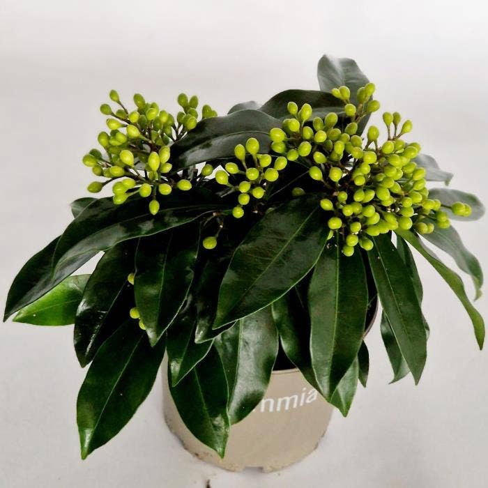 Skimmia jap. Reevesiana