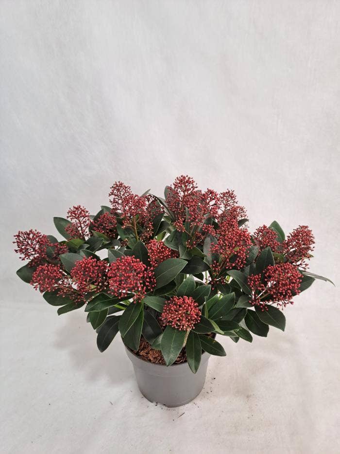 Skimmia jap. 'Rubella'