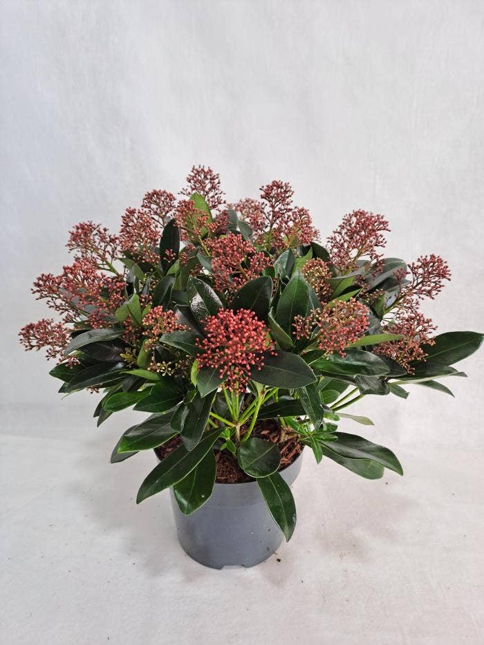 Skimmia jap. 'Rubella'