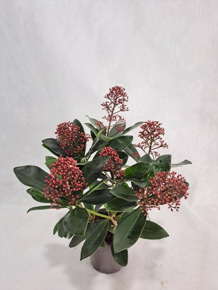 Skimmia jap. 'Rubella'