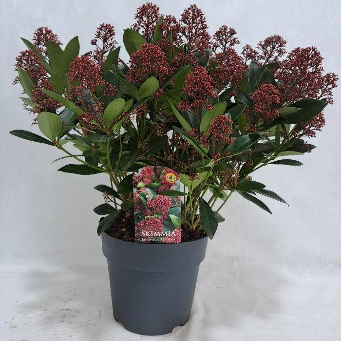 Skimmia jap. 'Rubella'