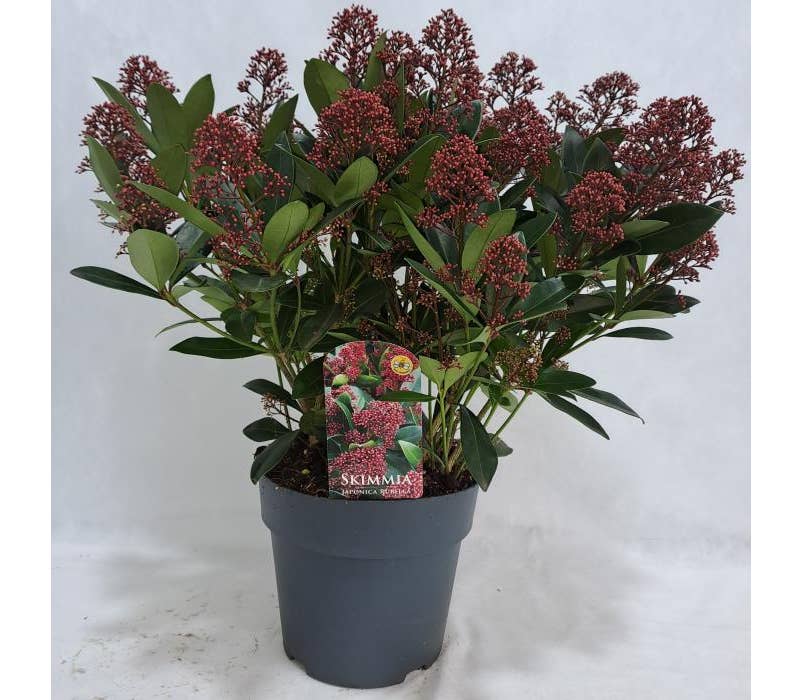 Skimmia jap. 'Rubella'
