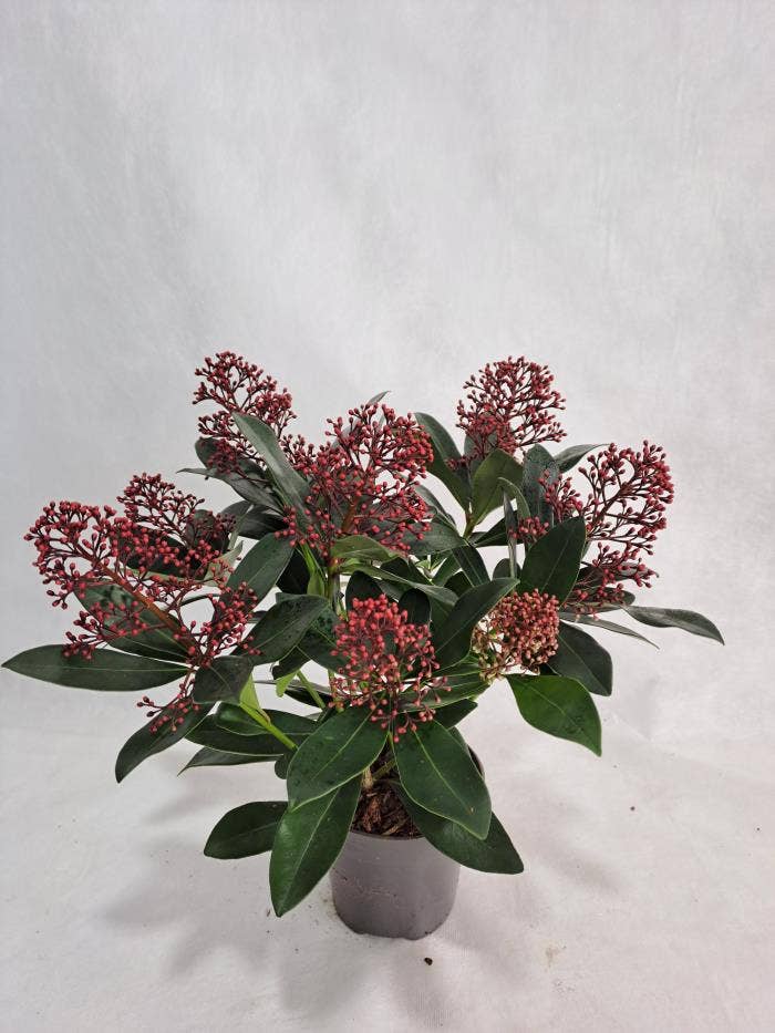 Skimmia jap. 'Rubella'