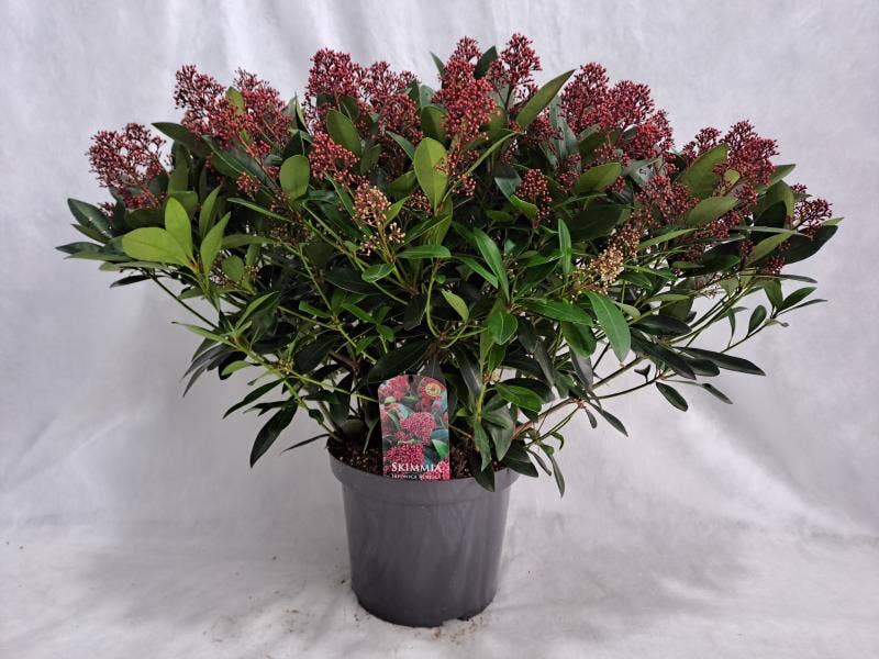 Skimmia jap. 'Rubella'