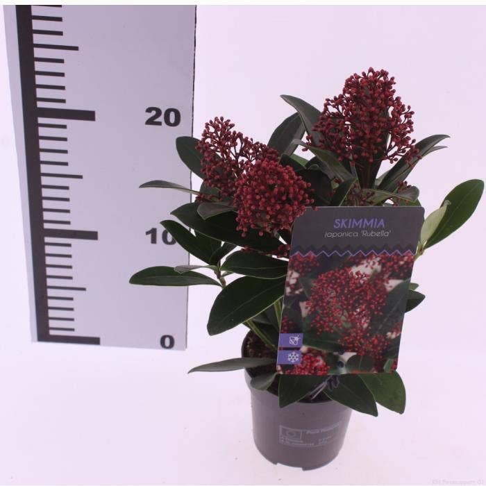 Skimmia jap. 'Rubella'