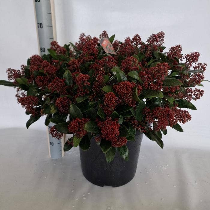 Skimmia jap. 'Rubella'