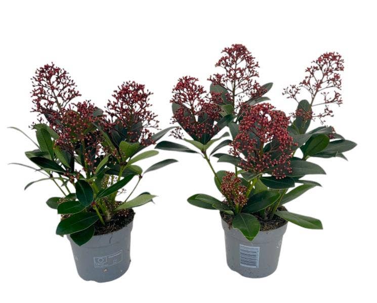 Skimmia jap. 'Rubella'