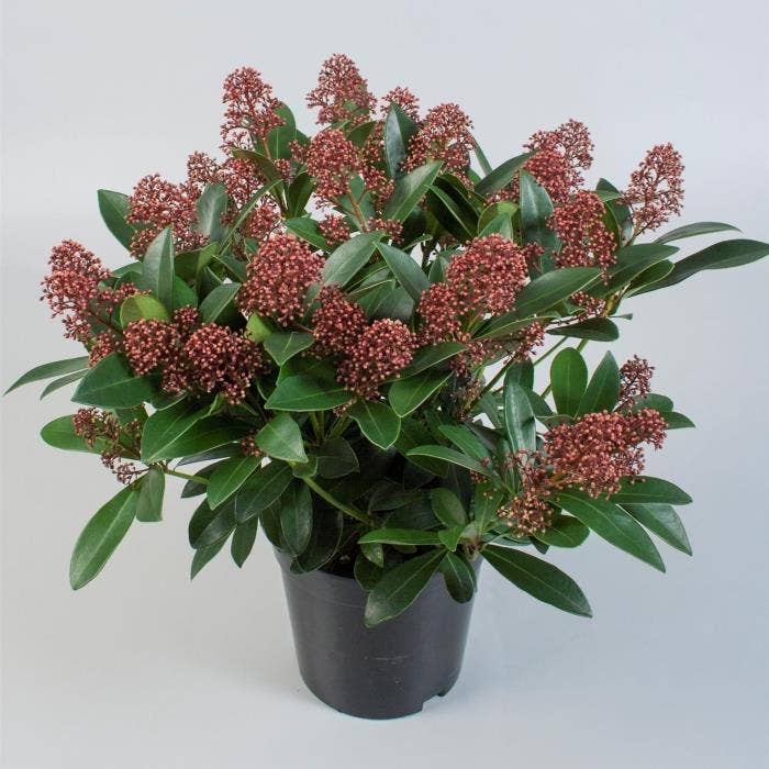 Skimmia jap. 'Rubella'
