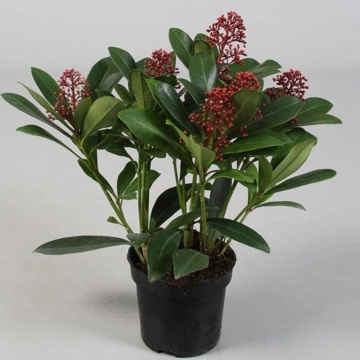 Skimmia jap. 'Rubella'