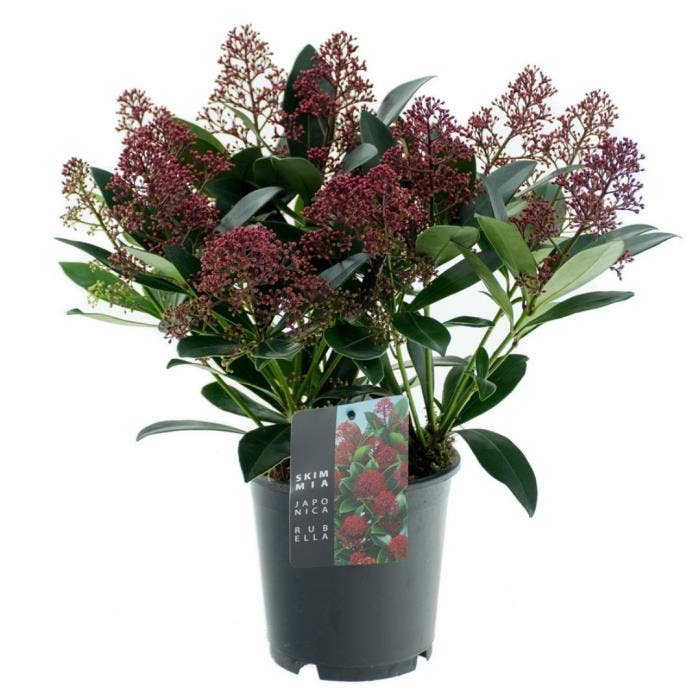 Skimmia jap. 'Rubella'