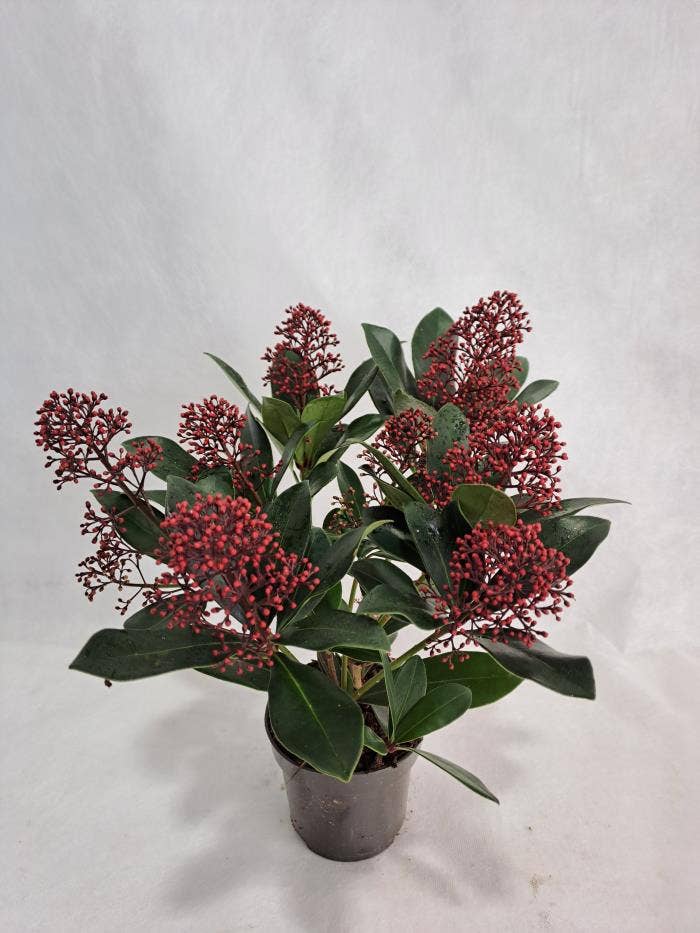 Skimmia jap. 'Rubella'