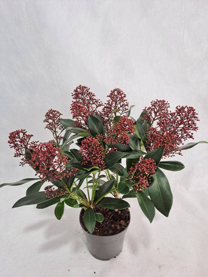 Skimmia jap. 'Rubella'