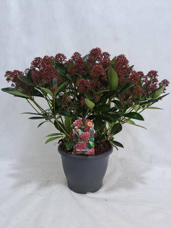 Skimmia jap. 'Rubella'