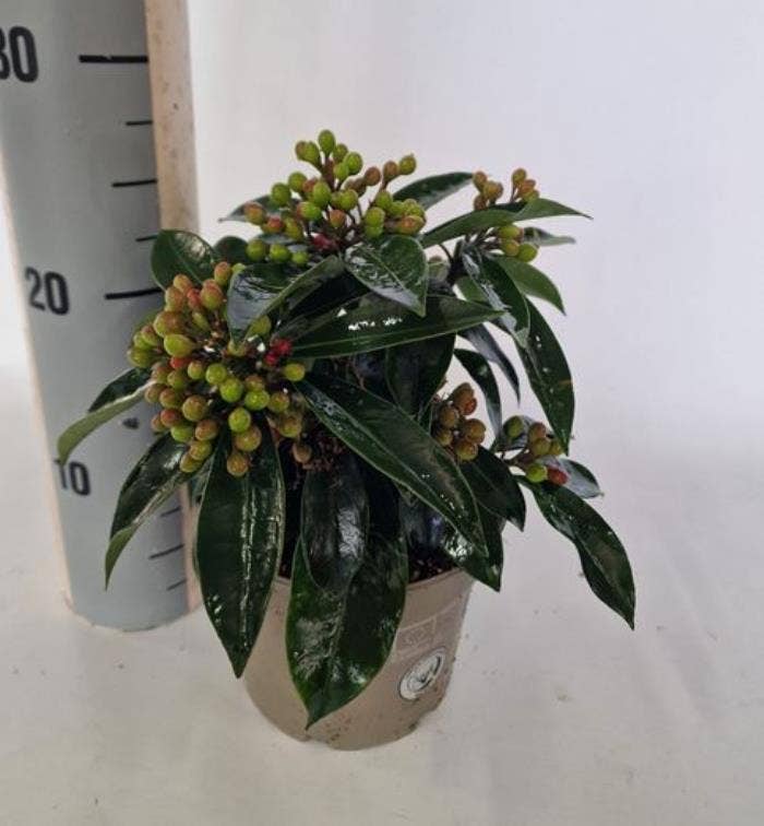 Skimmia jap. subsp. reevesiana