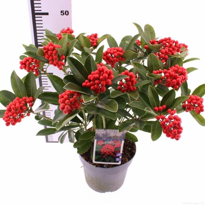 Skimmia jap. 'Temptation'