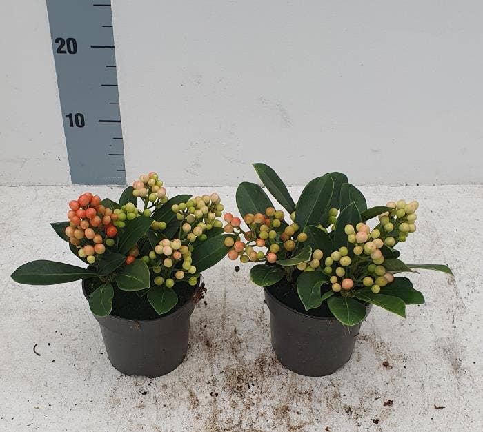 Skimmia jap. 'Temptation'