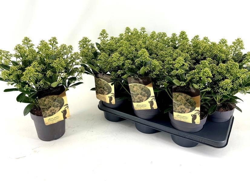 Skimmia jap. 'Thereza'