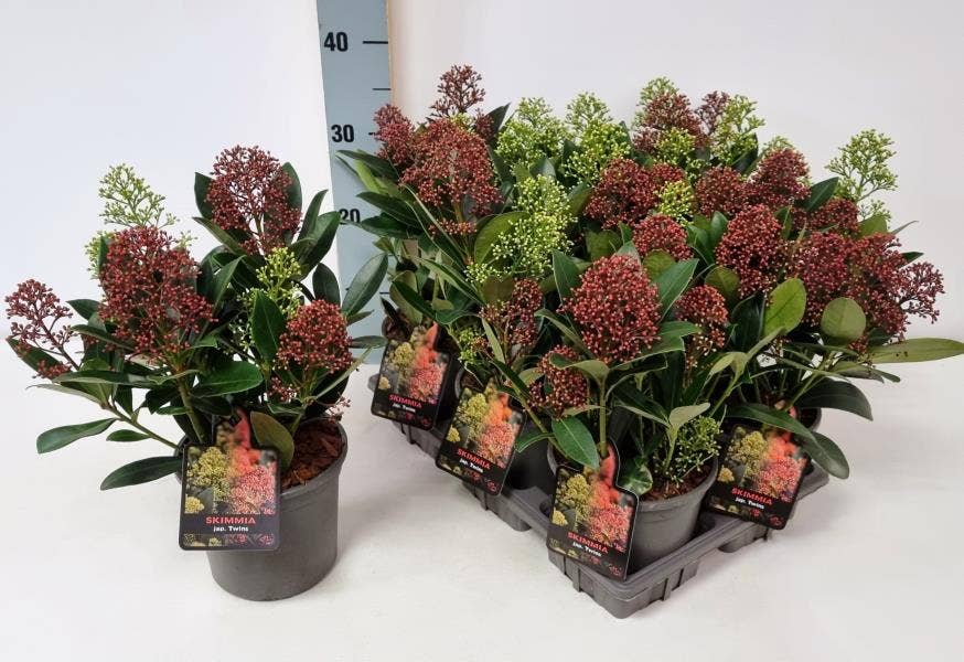 Skimmia jap. 'Twins'