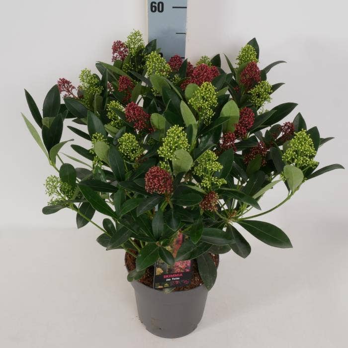 Skimmia jap. 'Twins'
