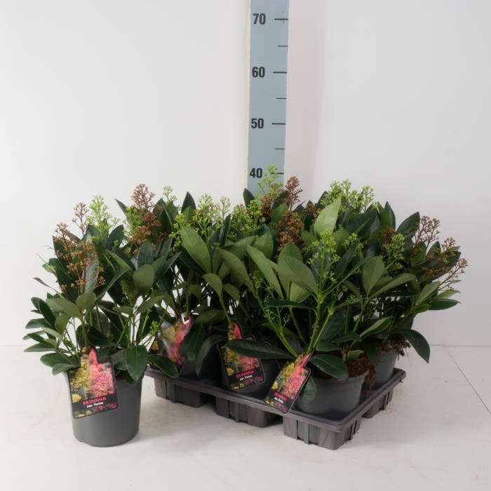 Skimmia jap. 'Twins'