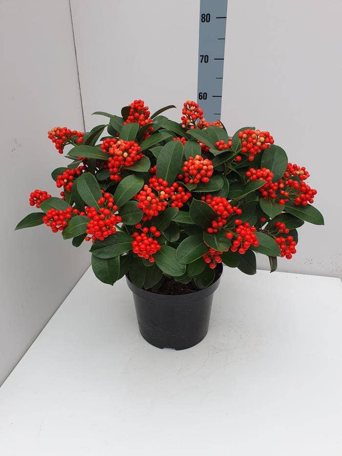 Skimmia jap. 'Veitchii'