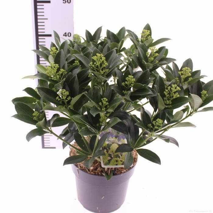 Skimmia jap. 'White Globe'