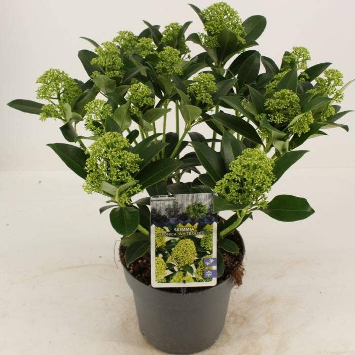 Skimmia jap. 'White Globe'
